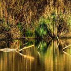 Reflektionen am Zeuterner See