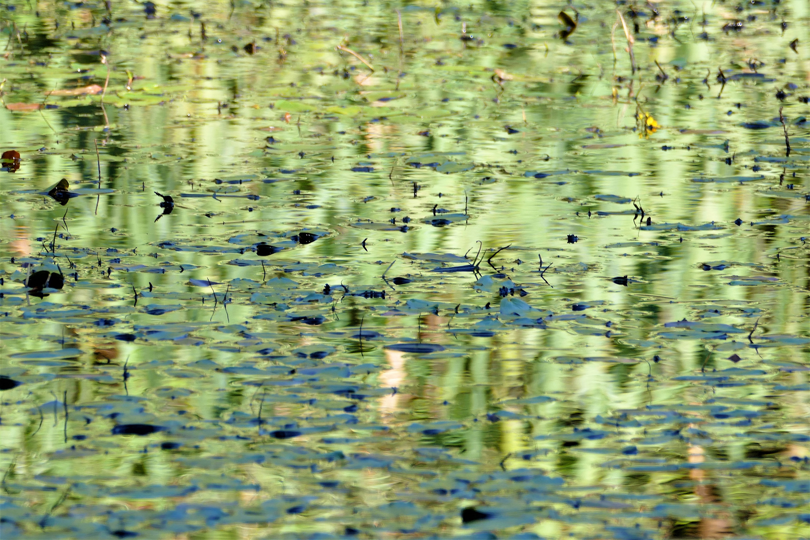 Reflektionen im Amphibienteich