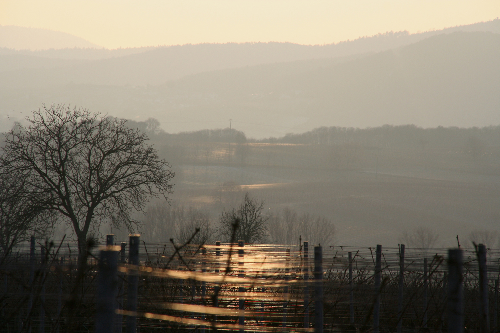 Reflektionen im Winterweinberg