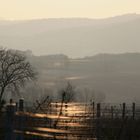 Reflektionen im Winterweinberg