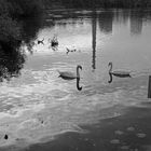 Reflektionen in Schwarz-Weiss