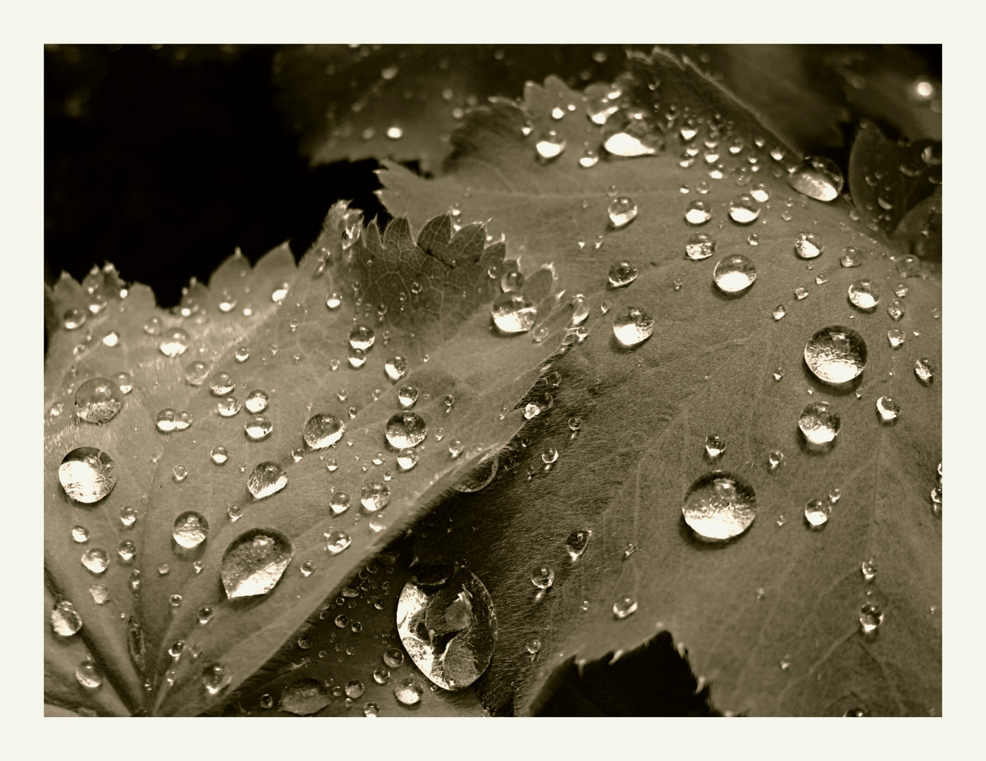 Reflektive rain drops