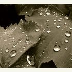 Reflektive rain drops