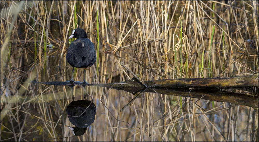 reflet