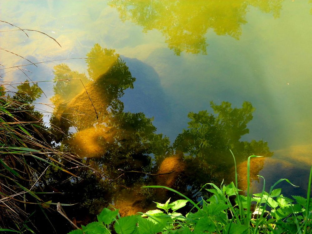 REFLET AU BORD DE L EAU