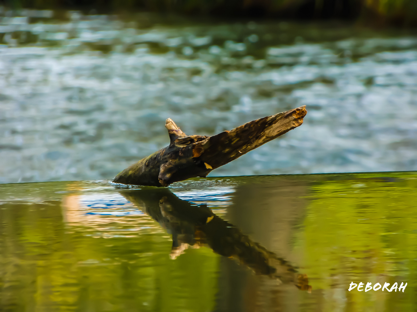 Reflet au bord de l'eau 