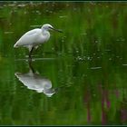 Reflet d'aigrette