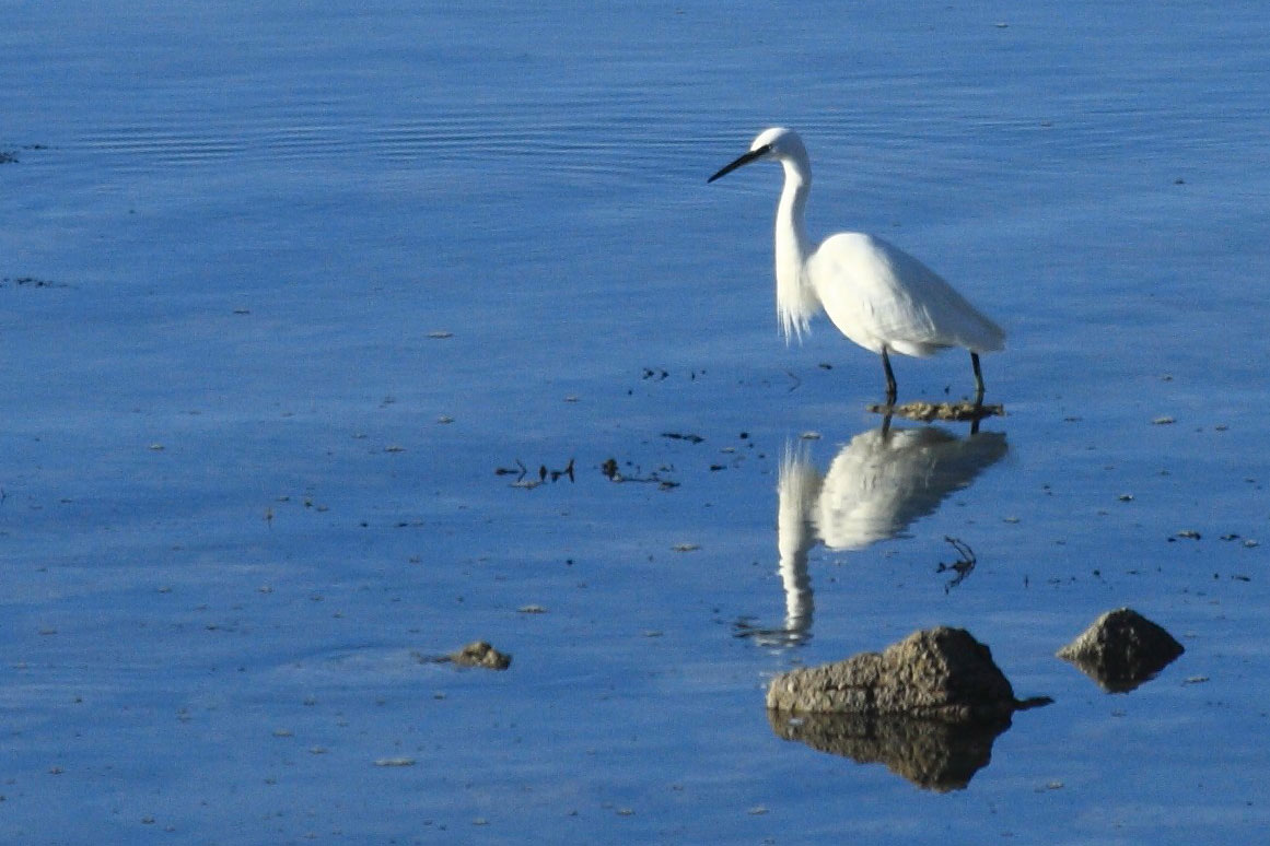 Reflet d'Aigrette