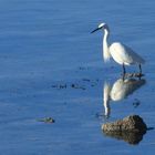 Reflet d'Aigrette