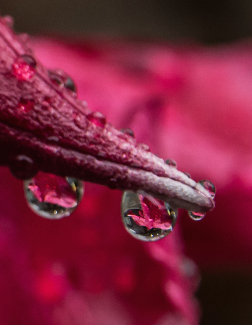 Reflet dans la goutte