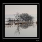 reflet dans les marais