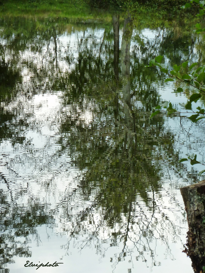 Reflet d'arbre 