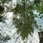 Reflet d'arbre 