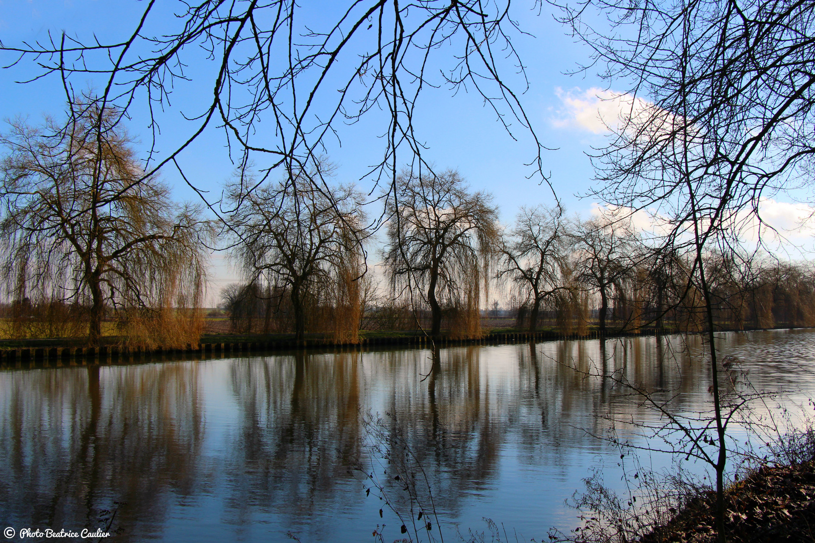 Reflet d'arbres