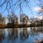 Reflet d'arbres