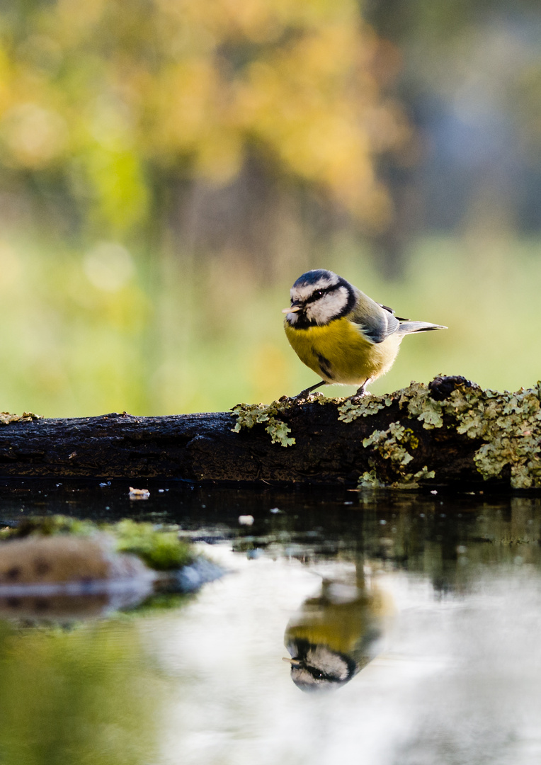 reflet d'automne