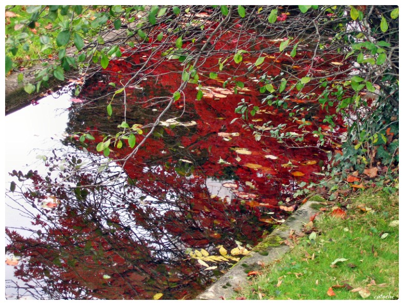 reflet d'automne