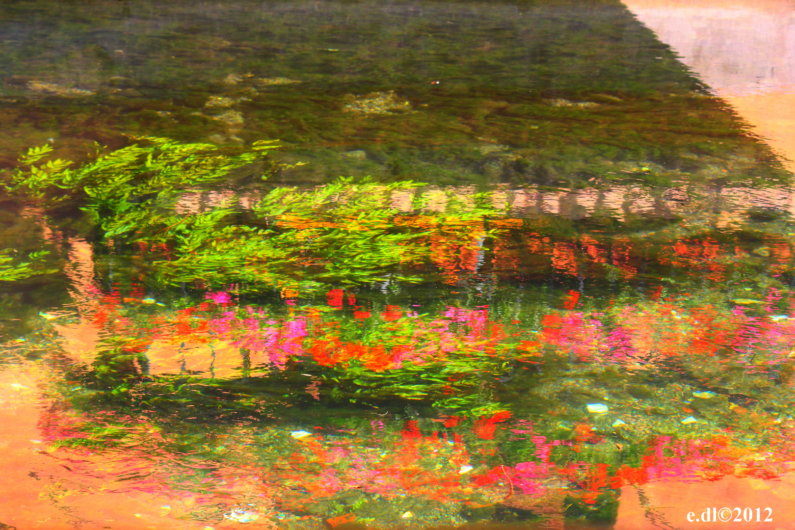 reflet de fleurs