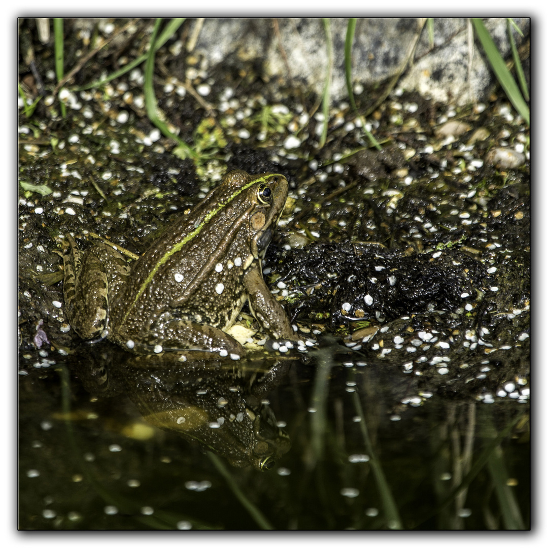 reflet de grenouille