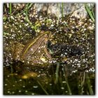 reflet de grenouille