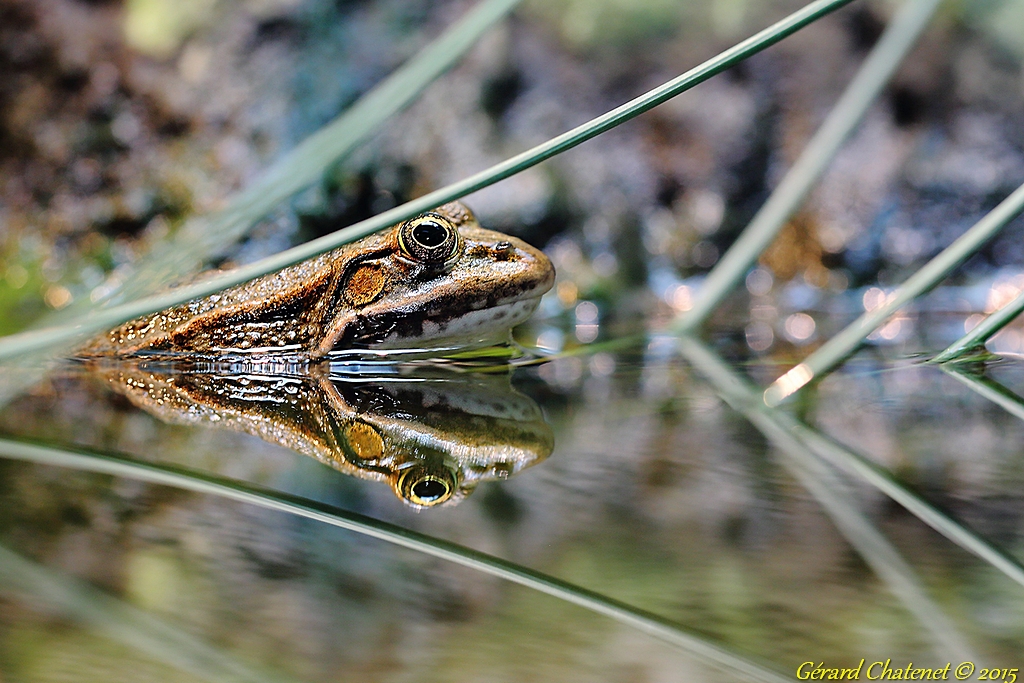 Reflet de Grenouille