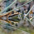 Reflet de Grenouille