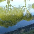 Reflet de l'arbre