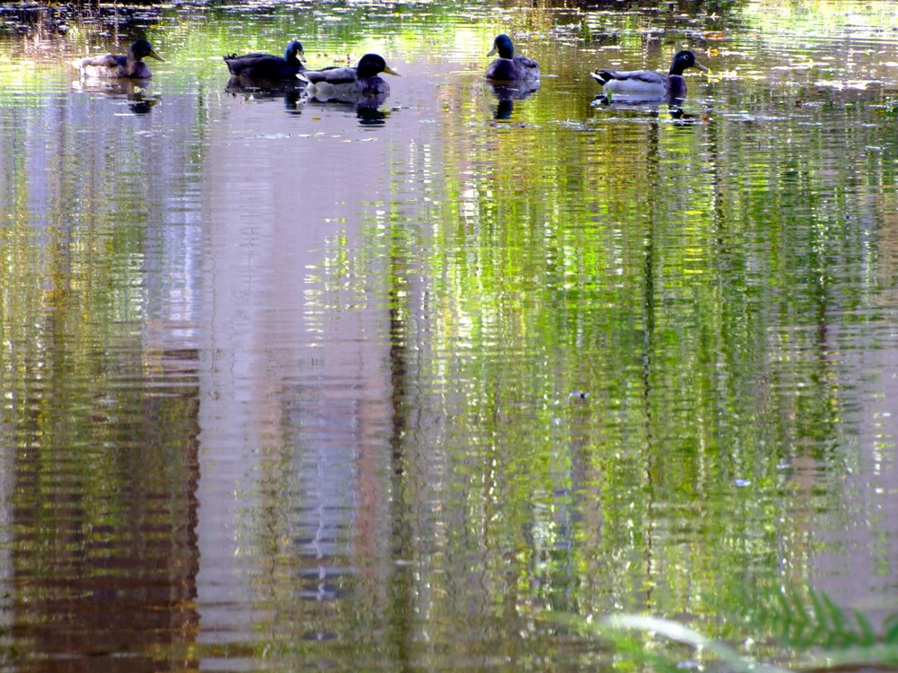 reflet d'eau et de plumes