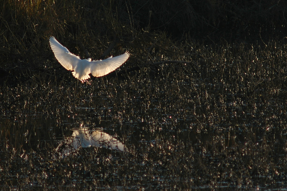 reflet