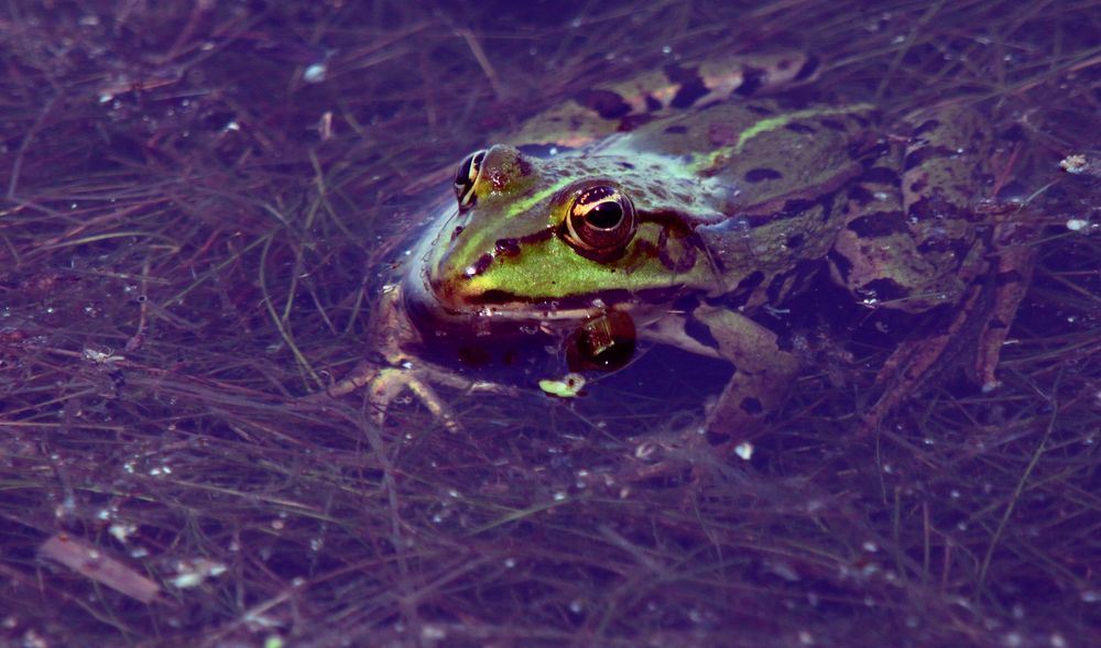 Reflet d'Oeil