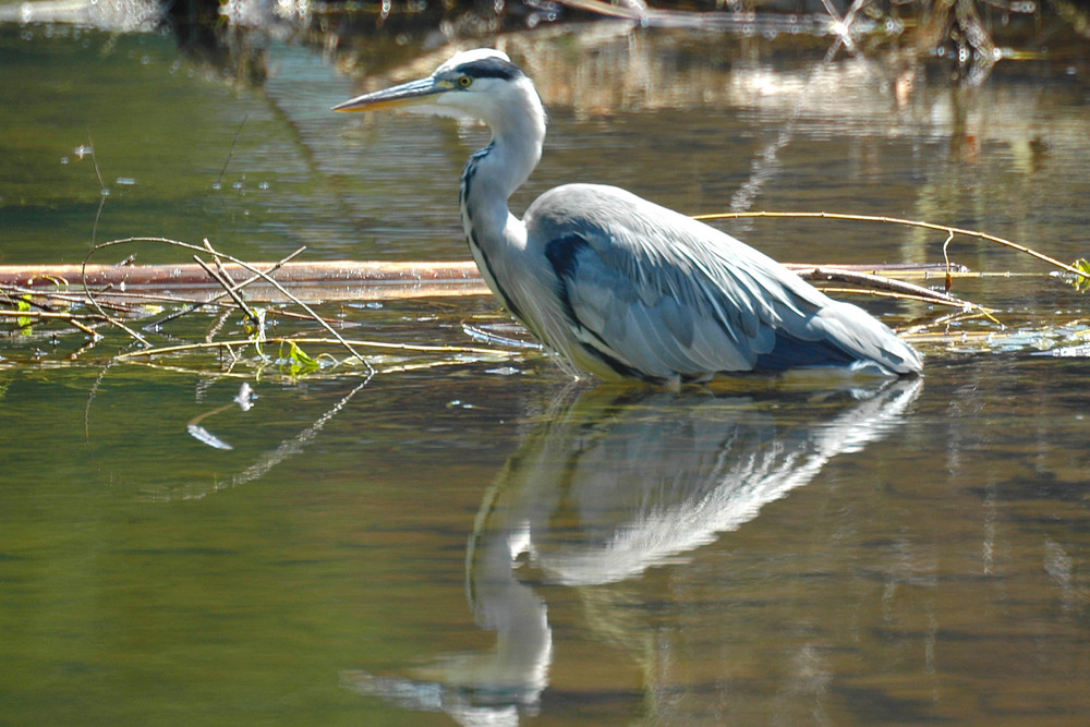 reflet du heron