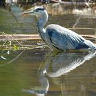 reflet du heron