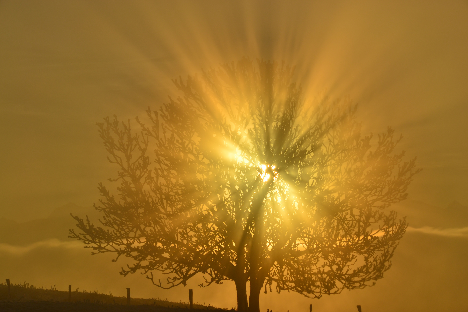 reflet du soleil à travers un arbre