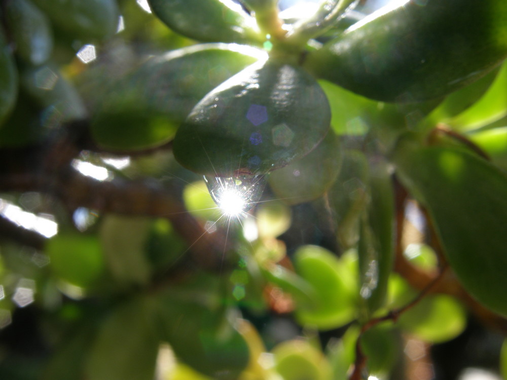 reflet du soleil sur un goutte d'eau