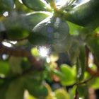 reflet du soleil sur un goutte d'eau