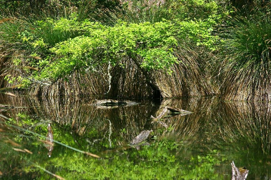 Reflet d'un arbre à la surface de l'eau.