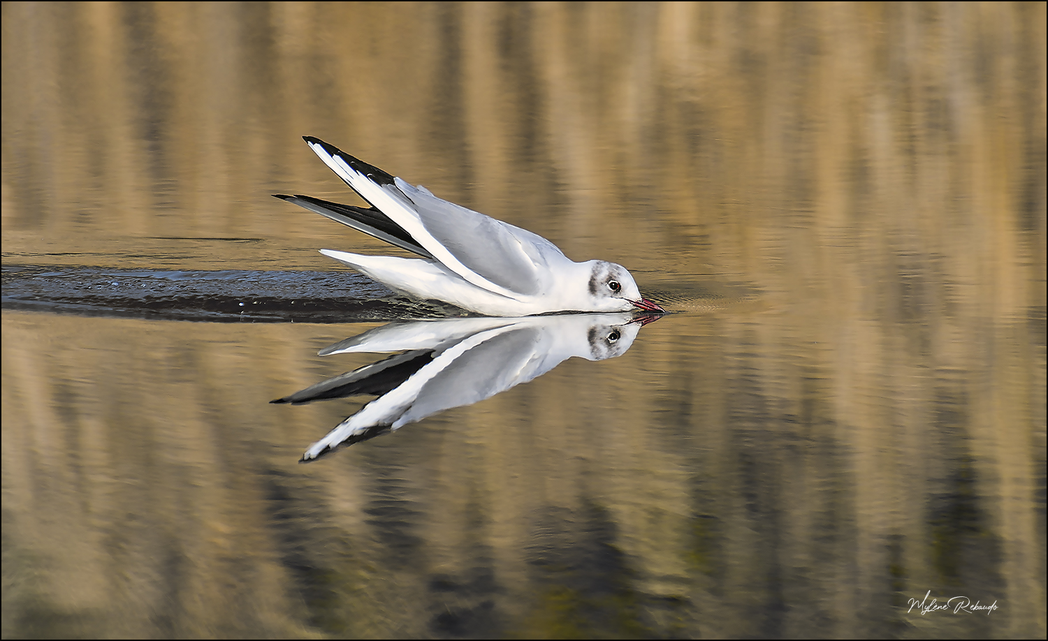 reflet et symetrie