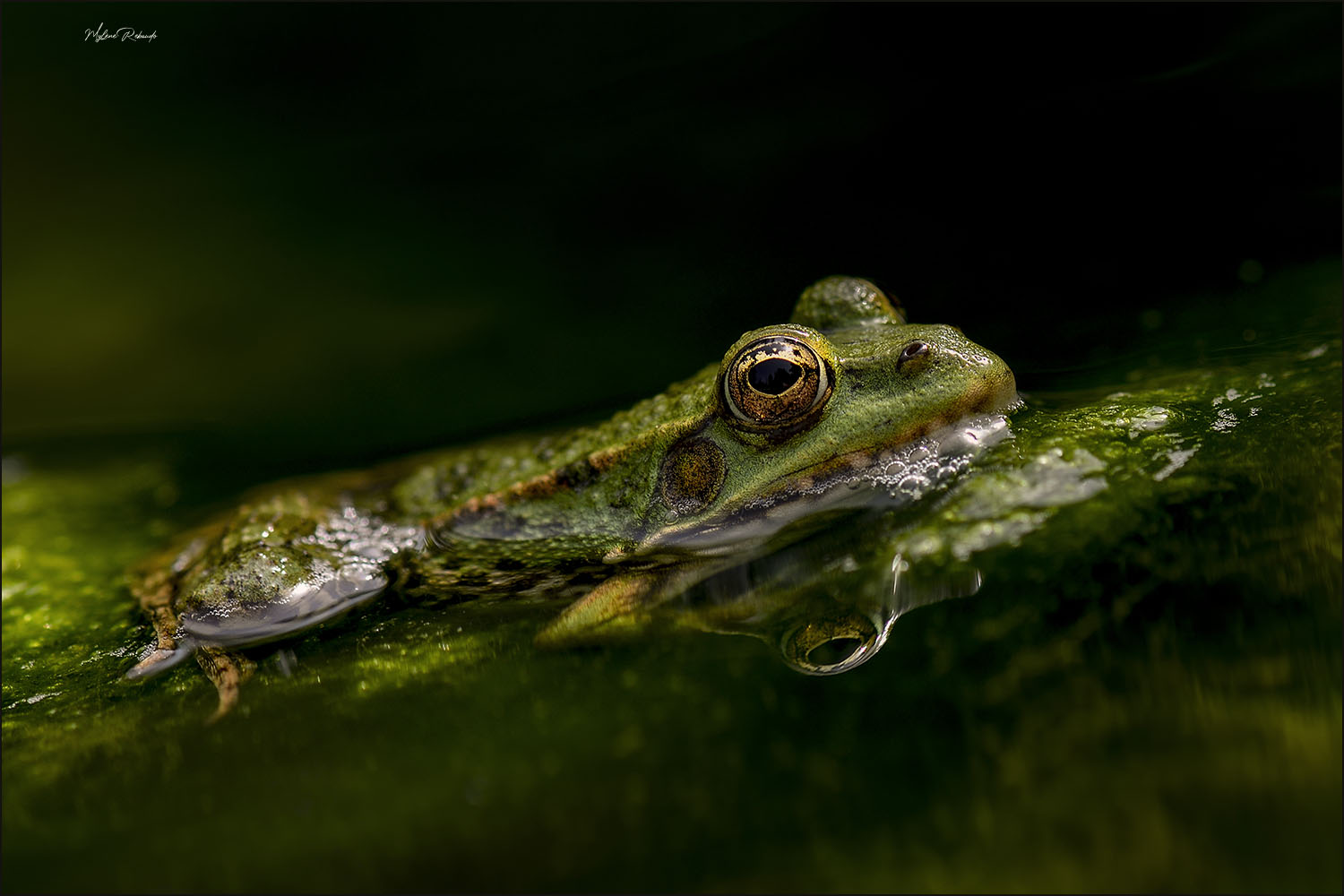 Reflet grenouille