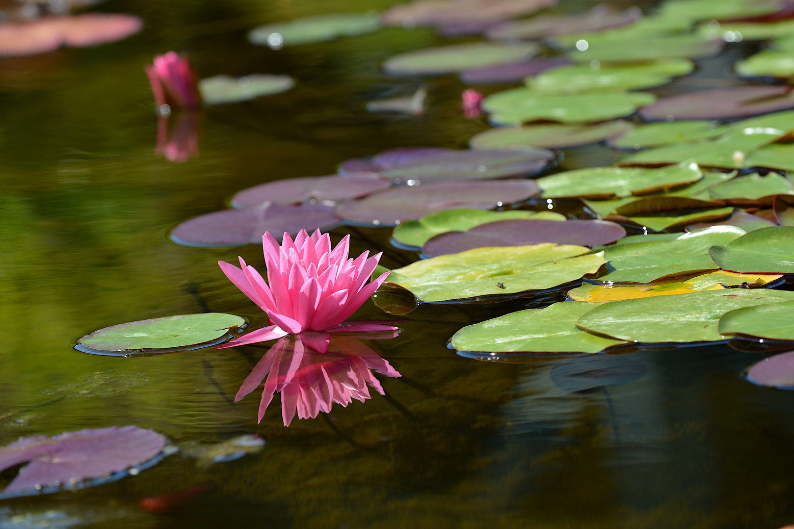 Reflet lotus