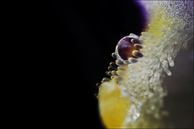 Reflet Pistil