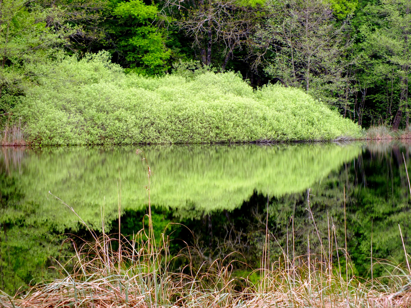 reflet printannier