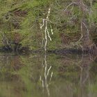 Reflet sur la Vézère