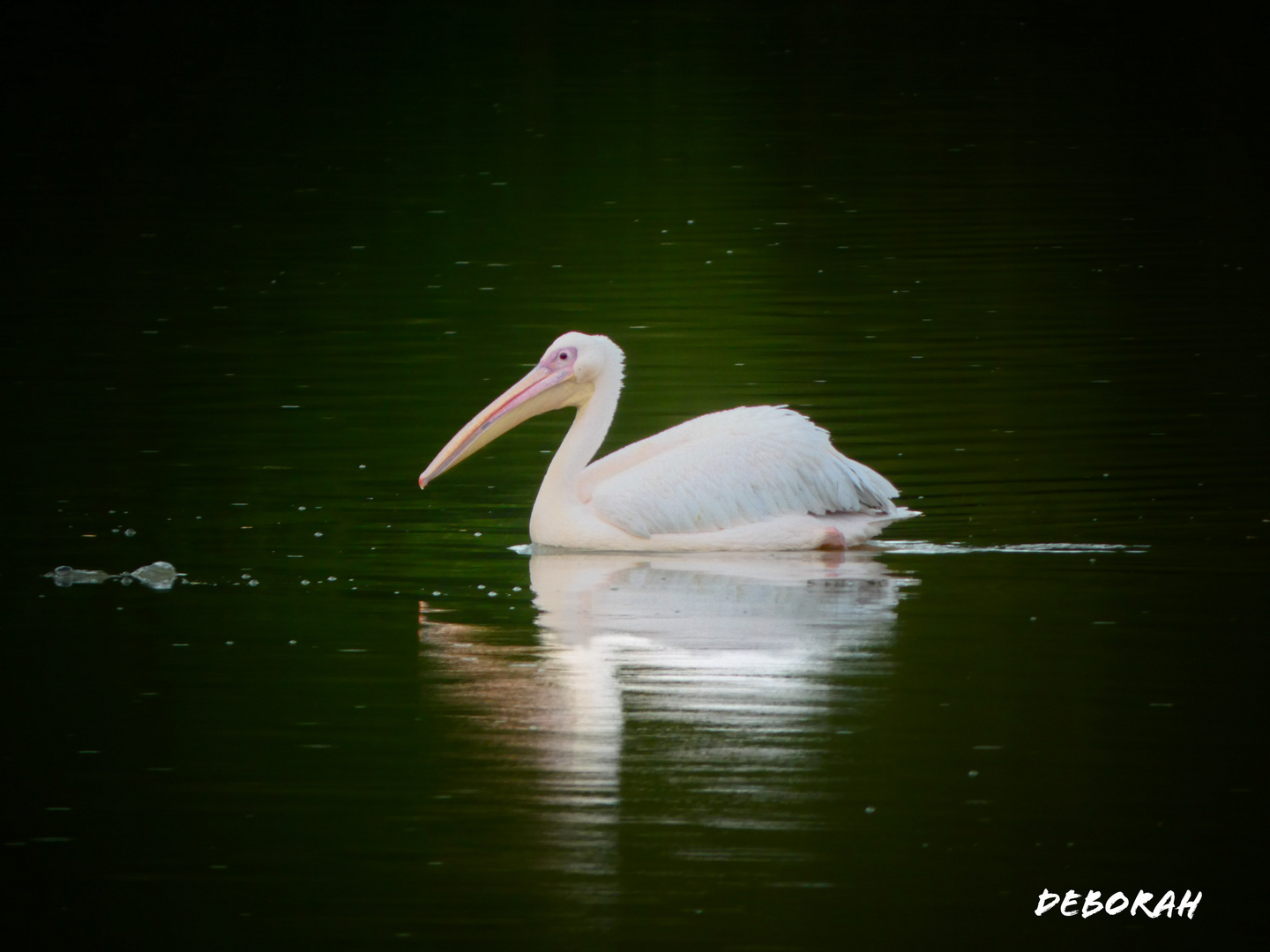 Reflet sur l'eau 