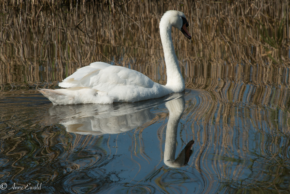 Reflets