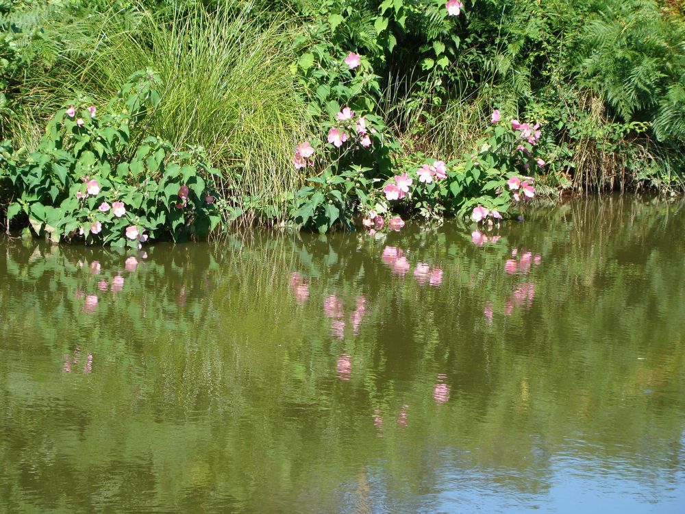 Reflets de Peyrecor 