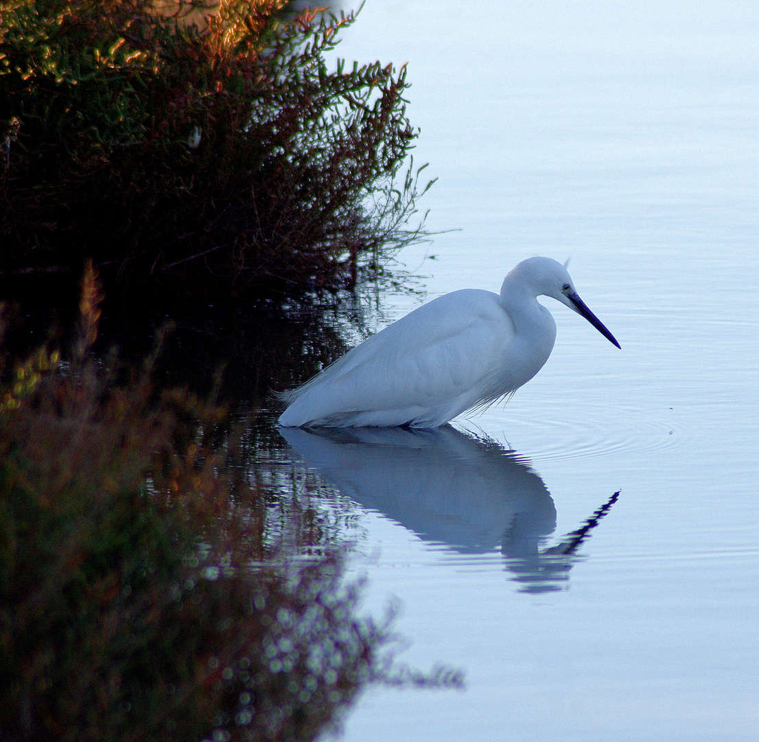 reflets blancs ...