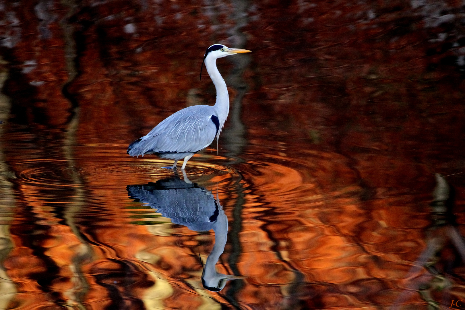 " Reflets cuivrés "