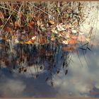 reflets d' automne....