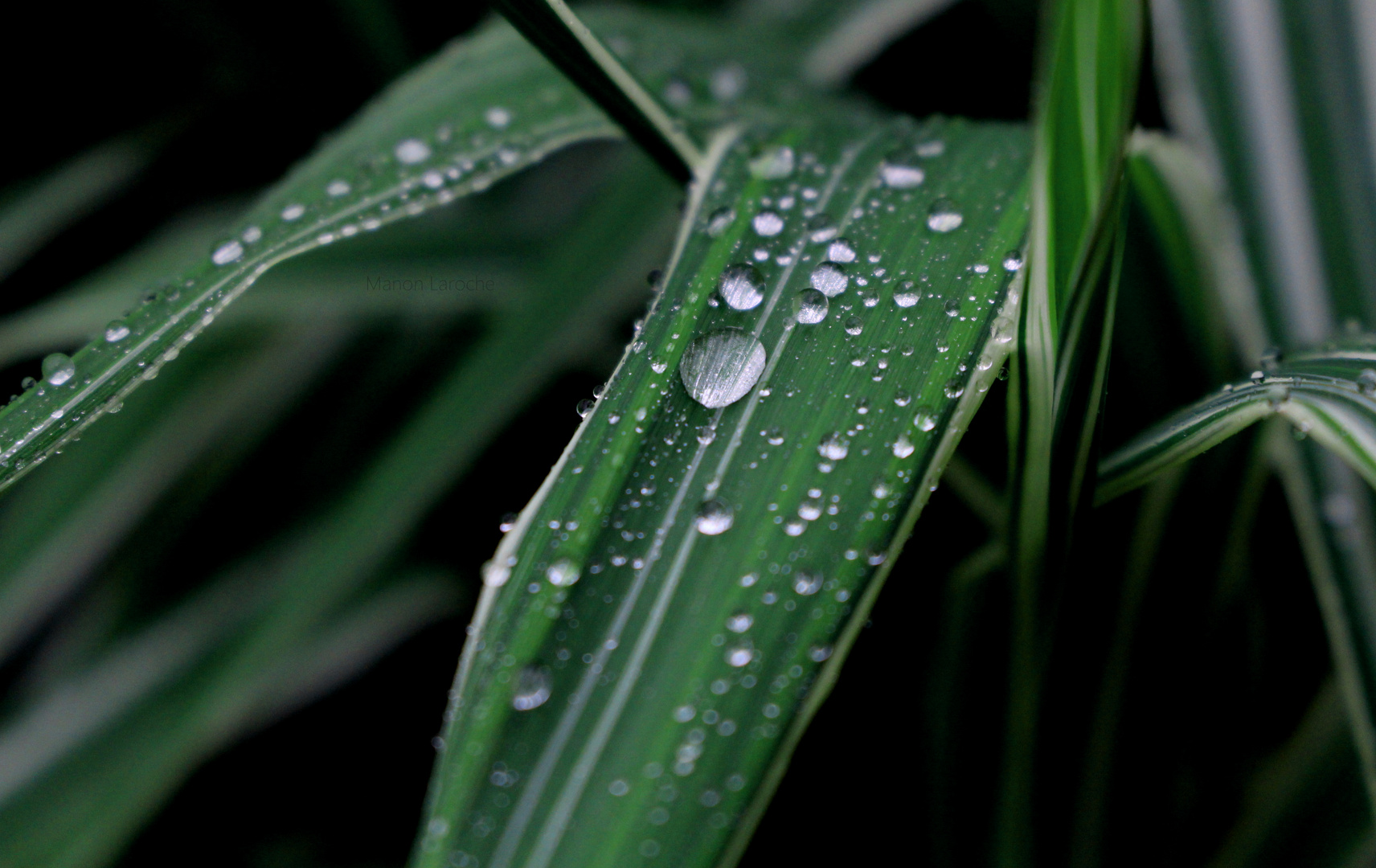 Reflets dans la goutte