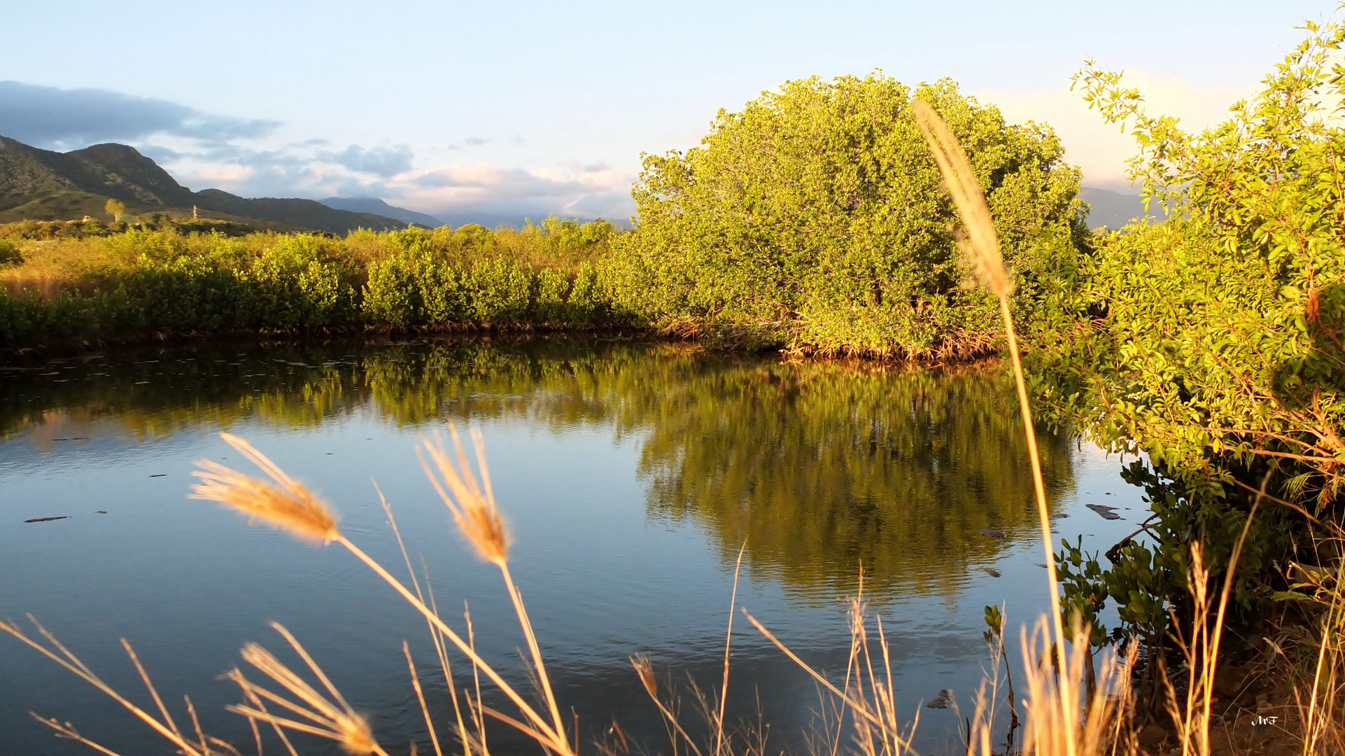 Reflets dans la mangrove